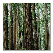 Nový obraz do interiéru Gold Dan - Crescent Woods CKS3725