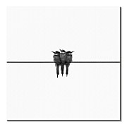 Obraz Čierne lastovičky CKS3741