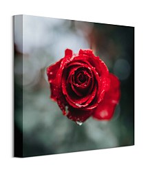 Obraz International Rose Test Garden, Keister Cole CKS3744