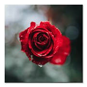 Obraz International Rose Test Garden, Keister Cole CKS3744