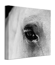 Obraz na plátne Oko bieleho koňa CKS3749