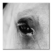 Obraz na plátne Oko bieleho koňa CKS3749