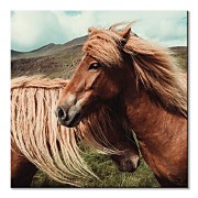 Foto obraz Horses with mane - Keller Brandan CKS3785