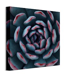 Cactus - obraz, Espanioly Yousef CKS3792