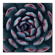 Cactus - obraz, Espanioly Yousef CKS3792