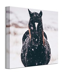 Tlačený obraz Black horse Llyn Brenig UK - Tucker Thomas CKS3799