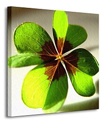 Štvorlístok - Obraz CKS0062