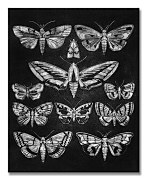 Eleven Moths - Obraz WDC94582