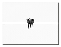 Black swallow - obraz CS3741