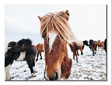 Icelandic Horse - obraz na plátne Brandan Keller CS3742