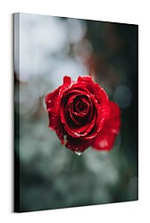 International Rose Test Garden - obraz na plátne, Keister Cole CS3744