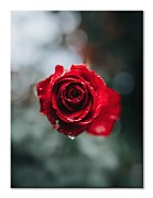 International Rose Test Garden - obraz na plátne, Keister Cole CS3744