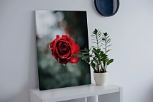 International Rose Test Garden - obraz na plátne, Keister Cole CS3744