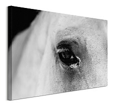 Obraz na stenu Oko koňa detail CS3749