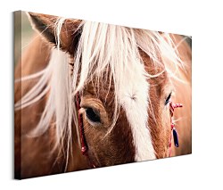 Foto obraz Switzerland horse - Andres Raphael CS3782