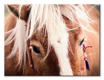Foto obraz Switzerland horse - Andres Raphael CS3782