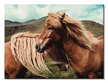 Obrazy s koňmi - Horses with mane - Brandan Keller CS3785