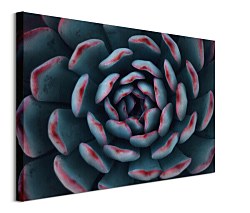 Obraz Kaktus, Espanioly Yousef CS3792