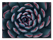 Obraz Kaktus, Espanioly Yousef CS3792