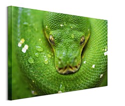 Had obraz na plátne, Clode David CS3796