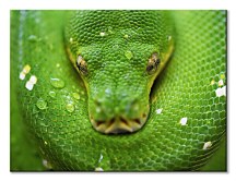 Had obraz na plátne, Clode David CS3796