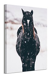 Obraz Snehové vločky a kôň Llyn Brenig UK - Tucker Thomas CS3799