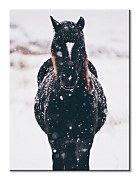 Obraz Snehové vločky a kôň Llyn Brenig UK - Tucker Thomas CS3799