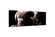 Obrazy Panoráma zvieratá  zs3173