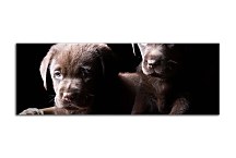 Obrazy Panoráma zvieratá  zs3173