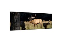 Obrazy Zvierat zs3174