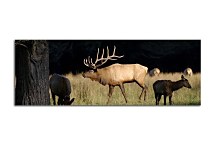 Obrazy Zvierat zs3174