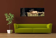 Obrazy Zvierat zs3174