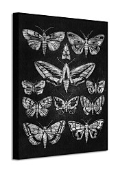 Eleven Moths - Obraz WDC94582