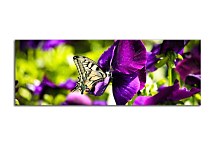 Obrazy Panoráma Kvetov zs3140