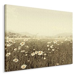 Field of Daisies - Obraz WDC44739