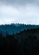 Ponury Las - fototapeta FM5020