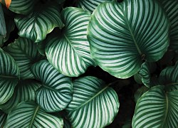 Kalatea - fototapeta FM5292