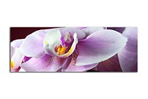 Obrazy Kvetov na stenu zs18538