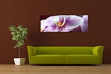 Obrazy Kvetov na stenu zs18538