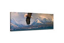 Panorámy Zvierat Obrazy zs3176