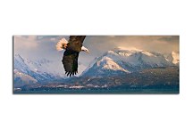 Panorámy Zvierat Obrazy zs3176