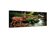 Obrazy Zvierat zs18629