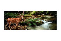 Obrazy Zvierat zs18629