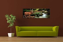 Obrazy Zvierat zs18629