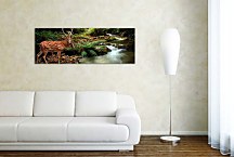 Obrazy Zvierat zs18629