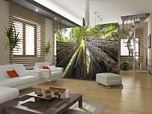 Sequoia - fototapeta FM0074