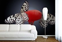 Fototapeta Motýle 4206 - samolepiaca na stenu