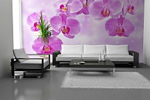 Fototapeta Orchidea 24430 - vinylová