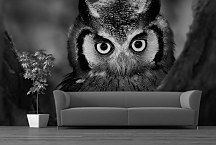 Fototapeta Sova 4022 - vliesová