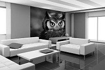 Fototapeta Sova 4022 - vliesová